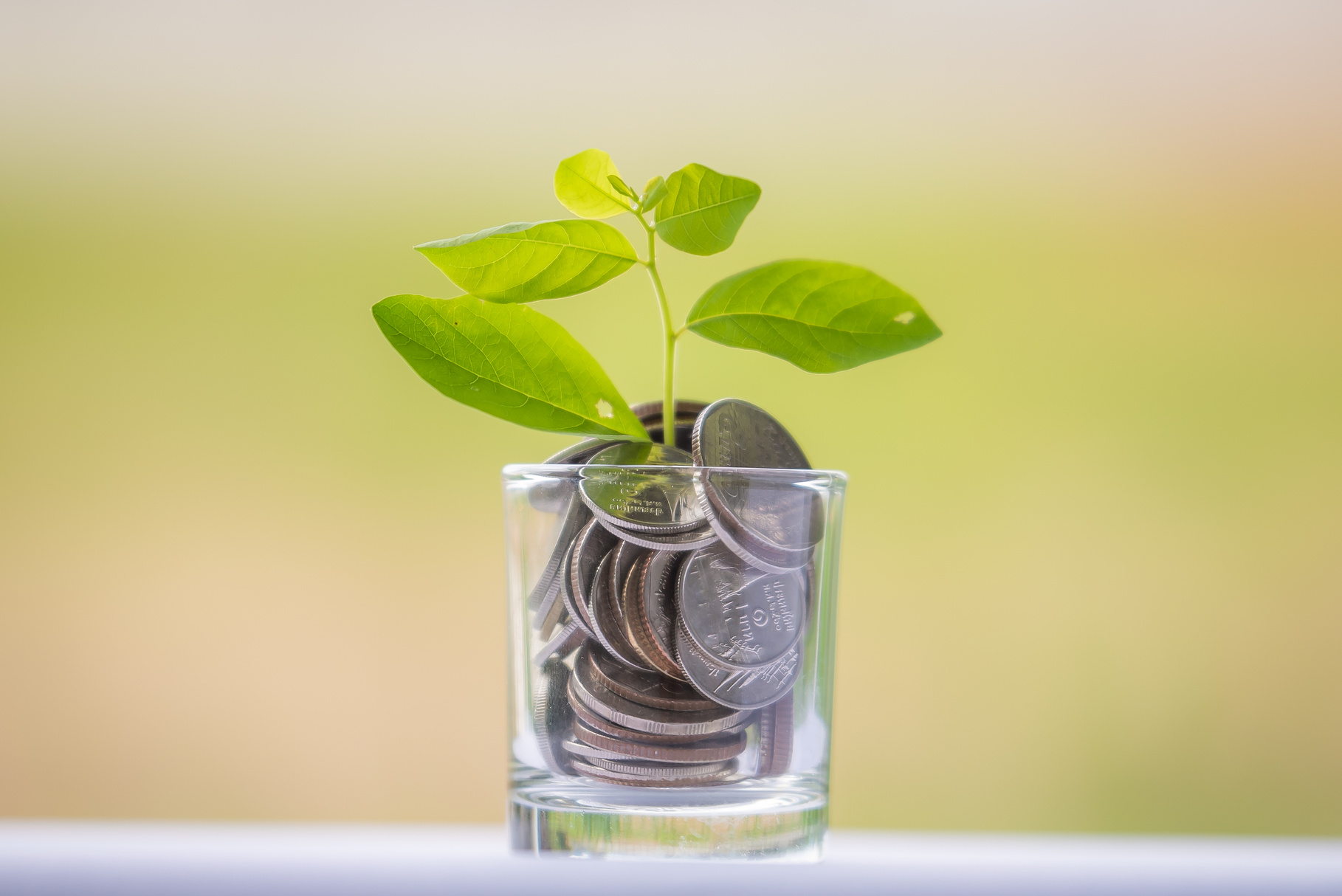 Money tree with coin for growing your business